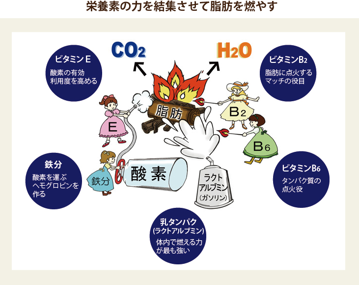 ボノラートの栄養素　それぞれの役割